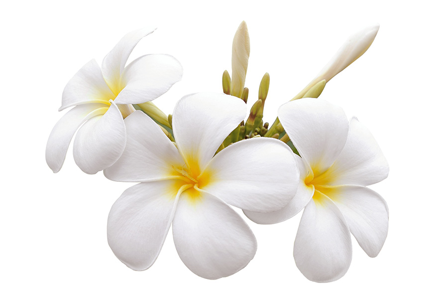 closeup_plumeria